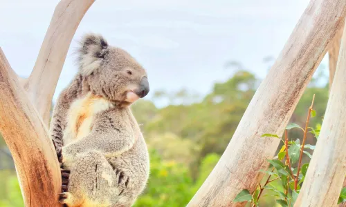 Symbio Wildlife Park