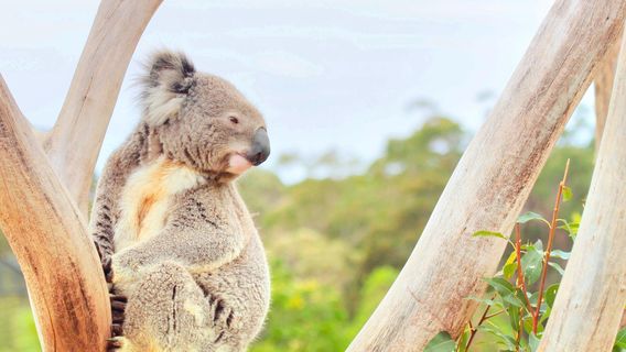 Wollongong