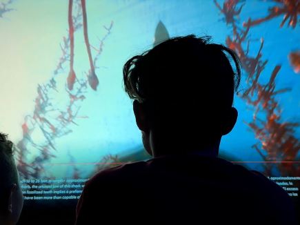 Sharks! The Meg, The Monsters & The Myths