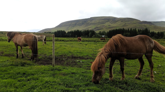 Laxnes Horse Farm