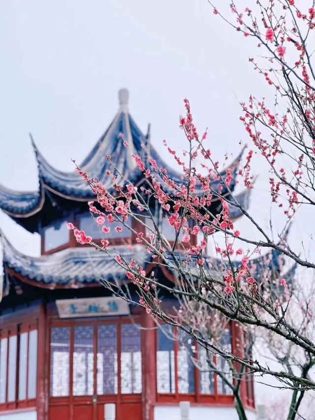 海灣森林第十二屆梅花節 | 上海海灣國家森林公園