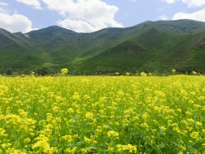 Fengning Bashang Grassland