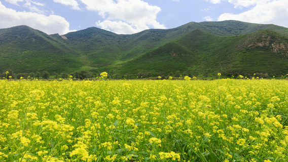Fengning Bashang Grassland