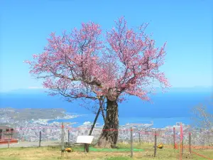 Otaru Tenguyama