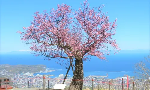 오타루 덴구산
