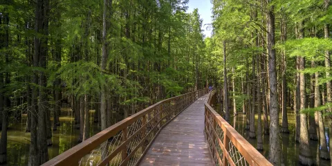 青山湖水上森林