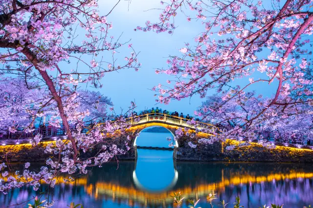 Cherry Blossom Viewing in Wuxi
