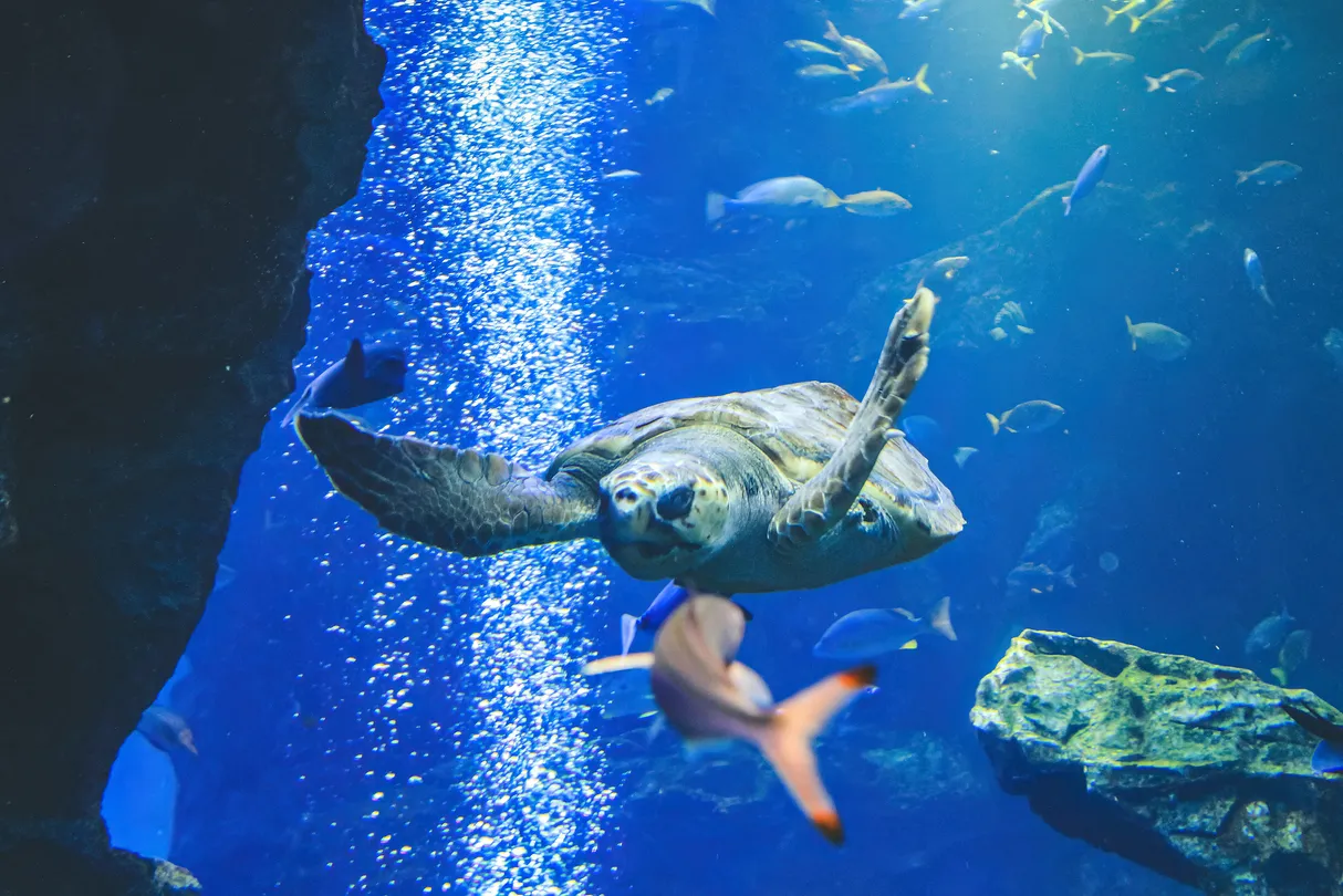 2_京都水族館