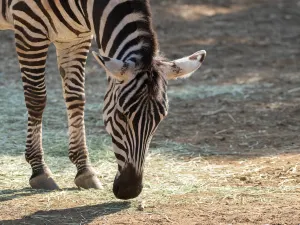 橫濱動物園Zoorasia