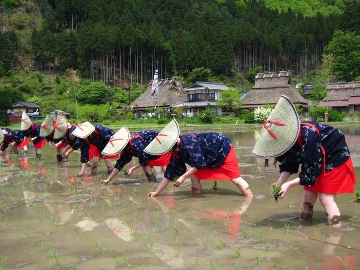Miyama Rice Planting Festival 2026 | Nantan