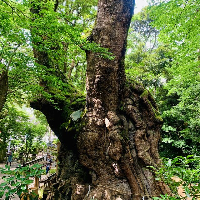 【熱海】来宮神社