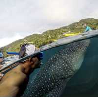 Whalewatching in Oslob