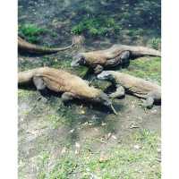 Surabaya's Zoo