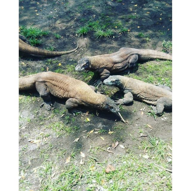 Surabaya's Zoo