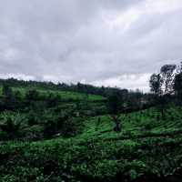 Gunung Mas Tea Hills