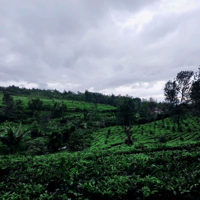 Gunung Mas Tea Hills