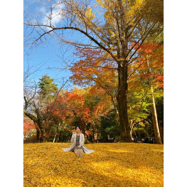「日本奈良公園」小鹿+紅葉 | 秋天首选打卡圣地