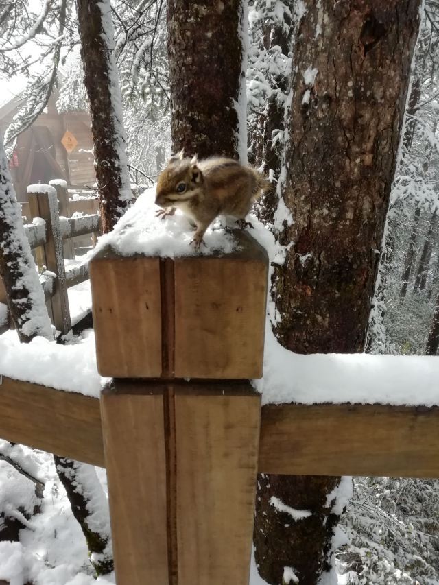 西嶺雪山