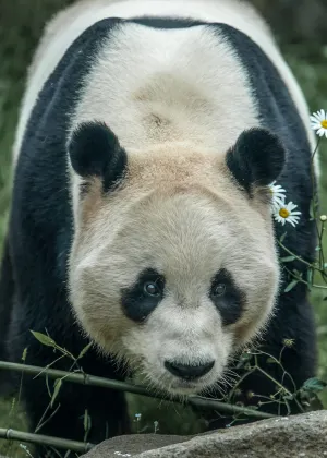 Отзывы об отеле The Soho Hotel