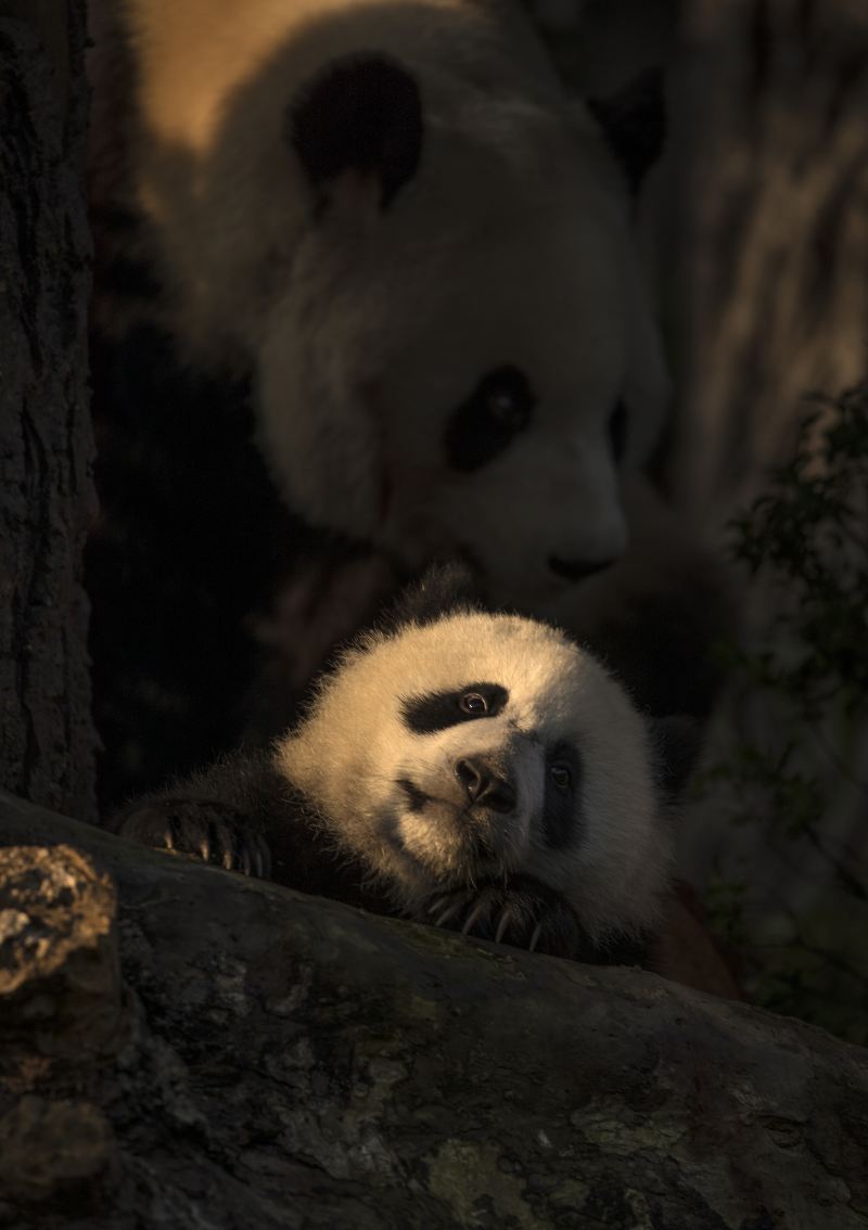 下渚湖熊貓園