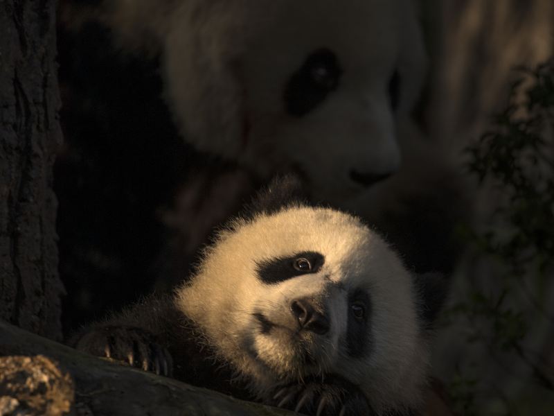 下渚湖熊貓園