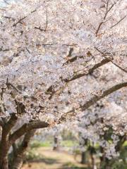 Namcheon-dong Cherryblossom Street (in Spring)