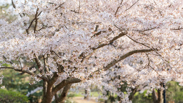 Namcheon-dong Cherry Blossom Street
