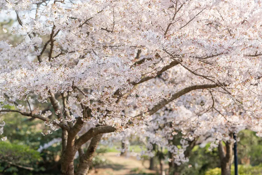 Namcheon-dong Cherryblossom Street (in Spring)