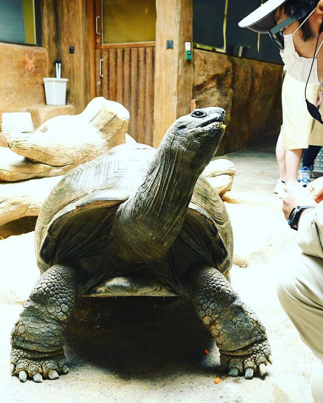  小狐獴與大象龜之旅，近距離感受牠們的超萌魅力！
