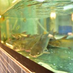 匠岳·王宝器麻椒鱼(汉中店) User Photo