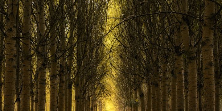 Nanshan Forest Park