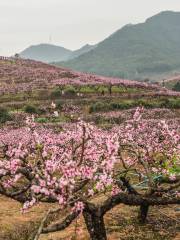 Tianxiadiyi Peach Orchard