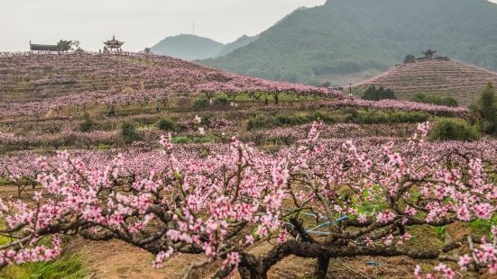Tianxiadiyi Peach Orchard