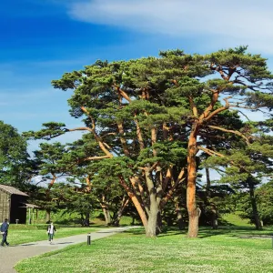 函館公園