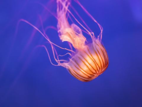 Voli Napoli Genova easyJet