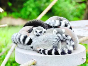 Zoo di San Francisco