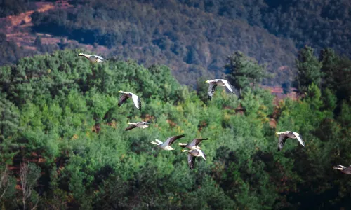Minghu Lake National Wetland Park