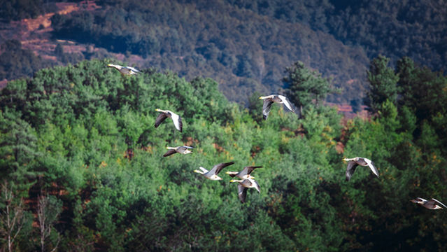 Minghu Lake National Wetland Park