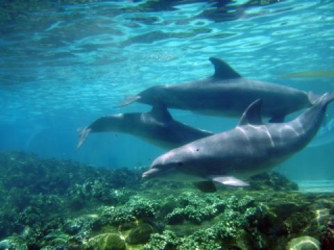 Best hotels near SeaWorld Orlando