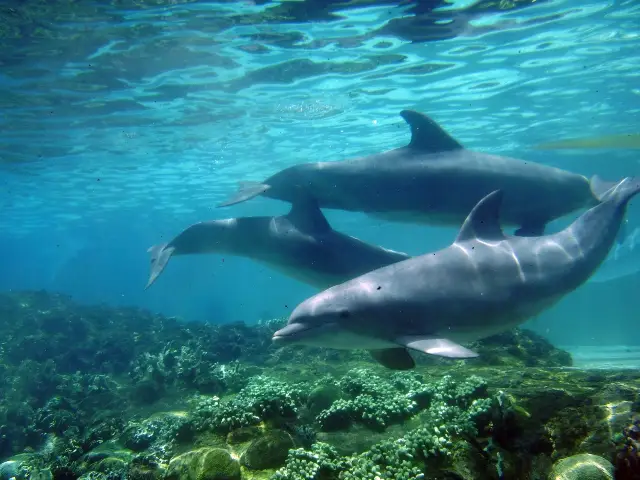 Dolphin Watching in Orlando