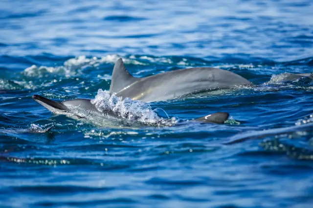 Dolphin Watching in Mauritius