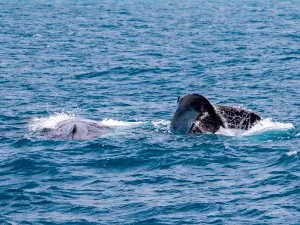 Whale Watching At Sea in Perth