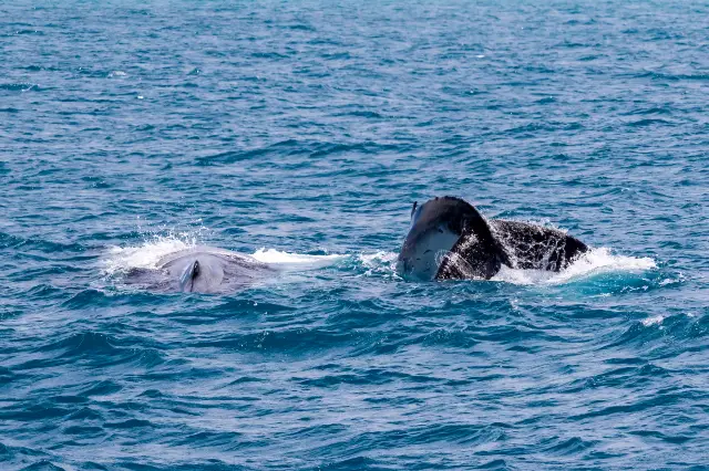 Whale Watching At Sea in Perth
