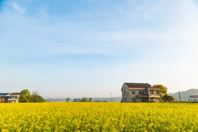 Hunan Rapeseed Flower Viewing