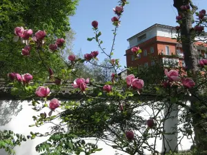 Chinese Garden