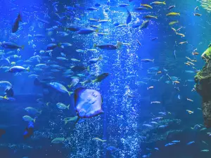 京都水族館