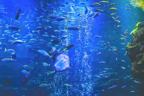 Kyoto Aquarium