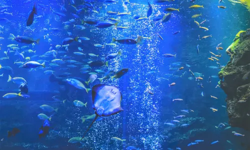 Kyoto Aquarium