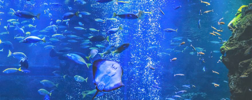 京都水族館