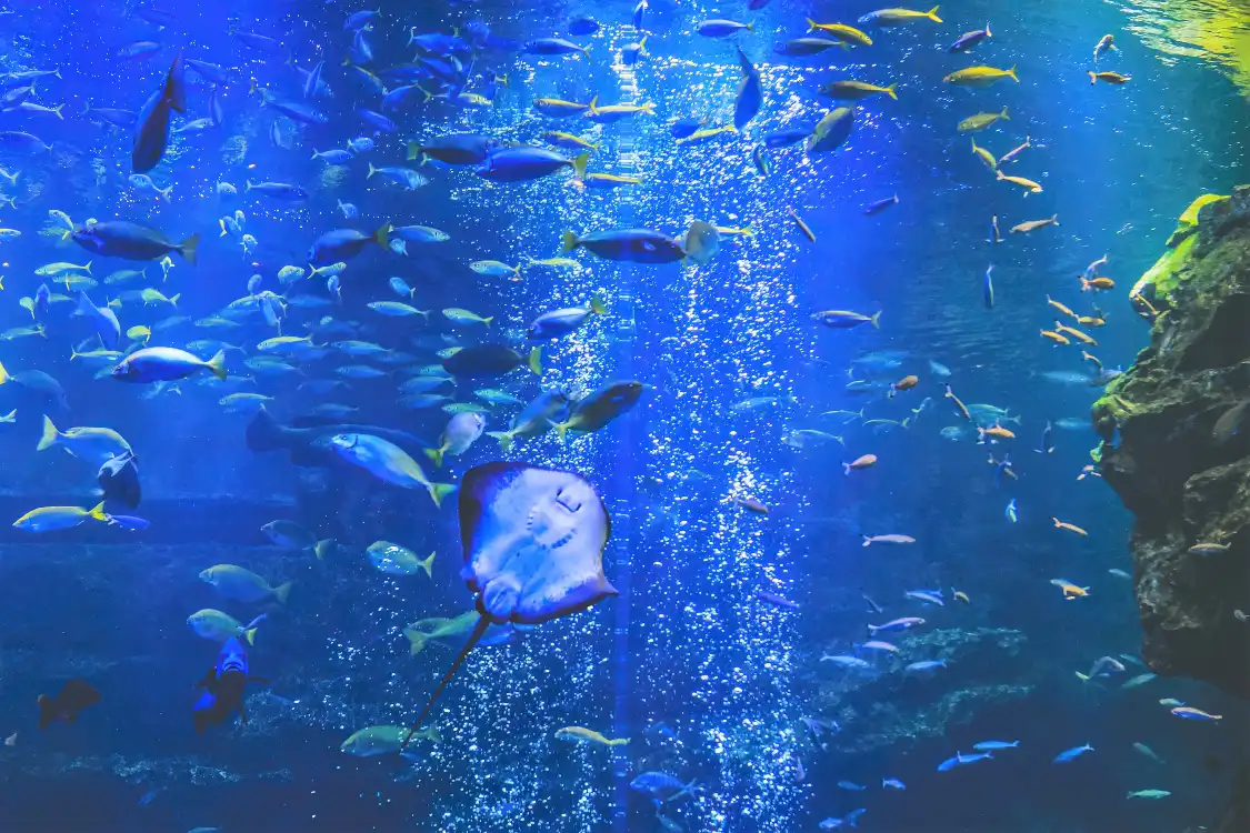 교토수족관 주변 호텔